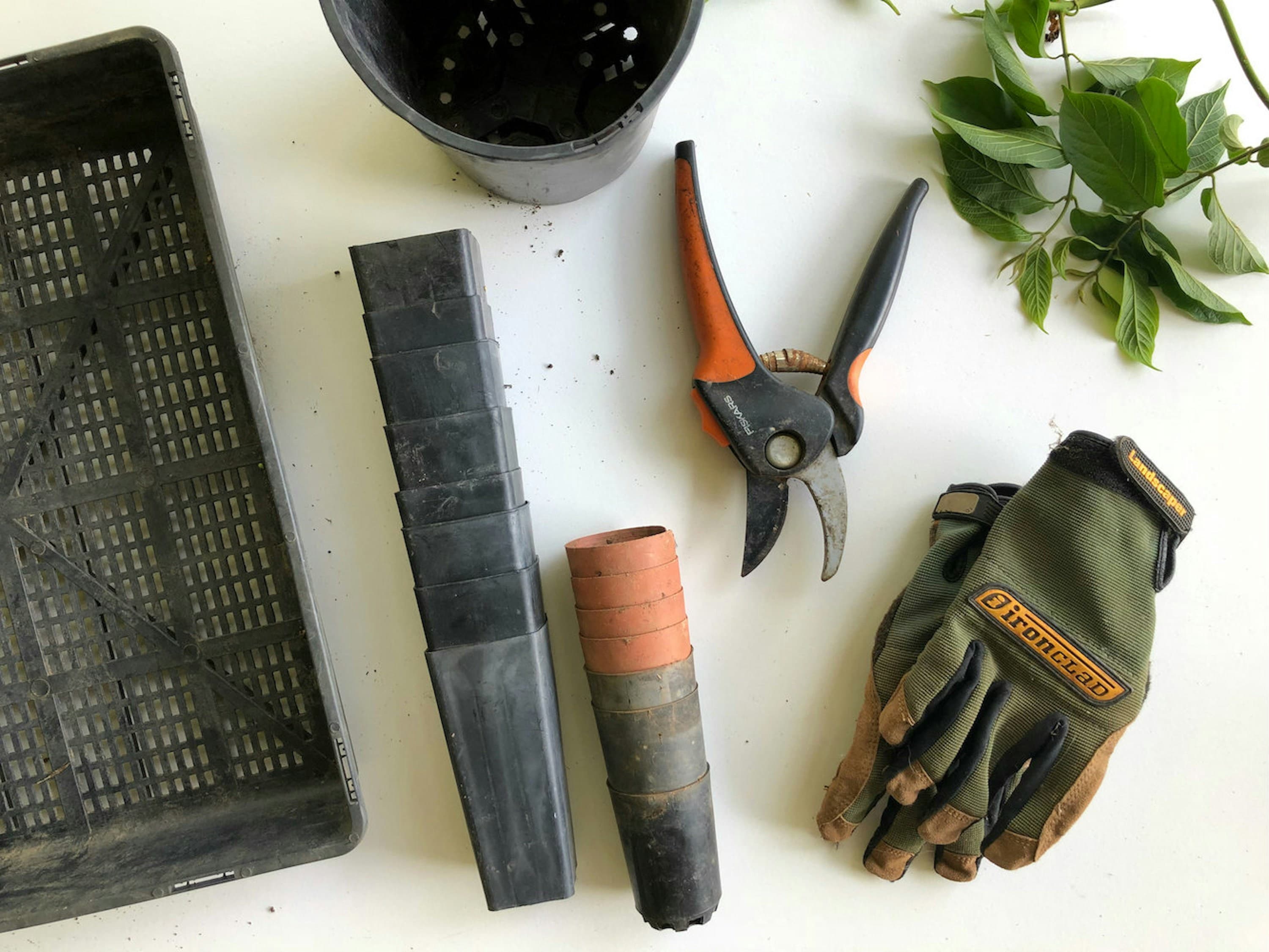 Conseils jardinage